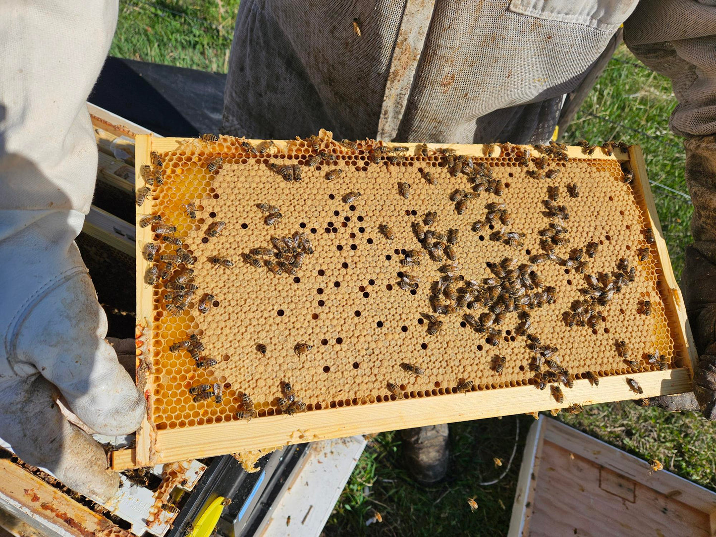 2025 Spring Bee Colonies - 5 Frame Nucs