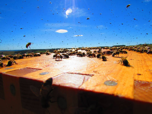 2025 Spring Bee Colonies - 5 Frame Nucs